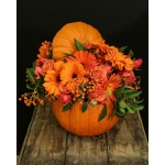 bosii img 20230914 wa0001 enhance 4x scaled 1